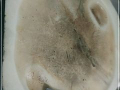 -老渔家白族石板烧旗舰店