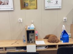 -瑞派宠物医院·犬猫全科·猫友好(宾水西道店)