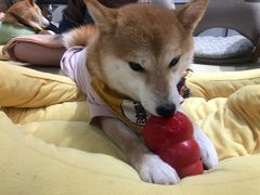 -逗柴咖啡屋·狗咖猫咖宠物桌游