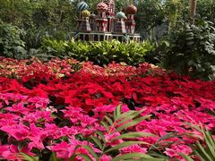 -南宫五洲植物乐园