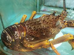 -海逸海鲜酒家(古北店)