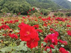 -镇坪县曙坪小学