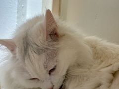 -有猫主题·治愈系猫咖(曾厝垵店)