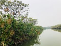 -大湾区中央湿地公园