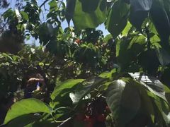 -樱桃山旅游景区