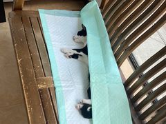 -灵美宠物诊所