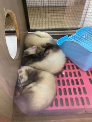 -Moni星球萌宠·小马宝莉·灵蛇·高端高阶全萌宠互动体验俱乐部(红豆国际广场店)