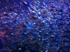 -成都浩海立方海洋公园