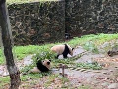 -都江堰中华大熊猫苑