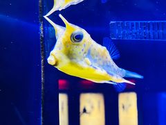 -上海海洋水族馆