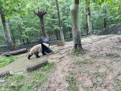 -都江堰中华大熊猫苑