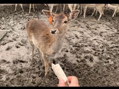 -大汗行宫园林餐厅