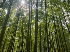 -山王坪喀斯特国家生态公园