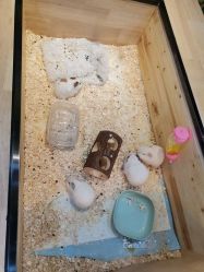 -神奇动物撸宠馆·羊驼·小浣熊·异宠(豫园店)