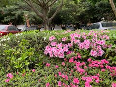 -四川大学(望江校区)