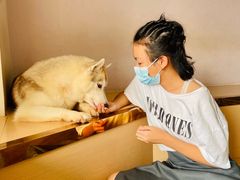 -Husky Go! 哈士奇体验馆·宠物咖啡厅狗咖
