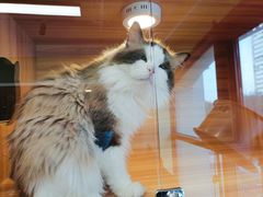 -猫十亿·布偶金渐层·曼基康矮脚猫舍(青年路店)