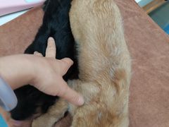 -佑安动物医院·全科·内窥镜中心(幸福巷店)