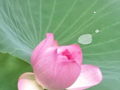 -荔湾湖公园