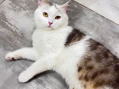 -楼上猫咖(罗湖店)