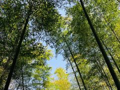 -镇江市南山风景名胜区竹林景区