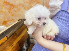 -美联众合动物医院(唯恩分院)