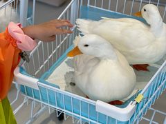 -怪兽屋·羊驼·猫咖·狗咖(俊华广场店)