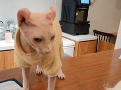 -有猫主题·治愈系猫咖(曾厝垵店)