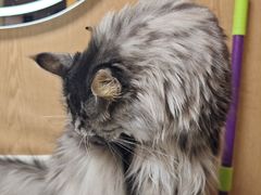 -MOCHA明星猫咖(田子坊店)