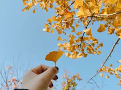 -羊亭河湿地公园