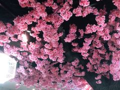 -九田家黑牛烤肉料理·自助(洪洞县城市花园店)