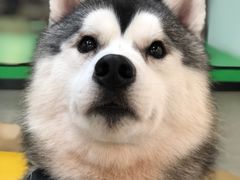 -Husky Go! 哈士奇体验馆·宠物咖啡厅狗咖