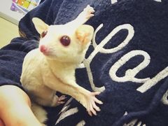 -藦茜花园宠物主题亲子互动体验馆(国顺东路店)
