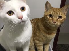 -Cappucimeow猫咪咖啡馆(韦伯时代店)