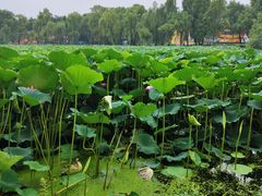 -长春市南湖公园