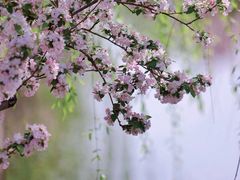 -海棠花溪(元大都城垣遗址公园)