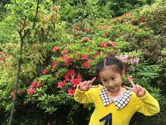 -铁山坪森林公园