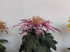 -杭州植物园