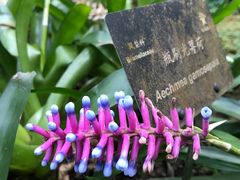 -深圳仙湖植物园
