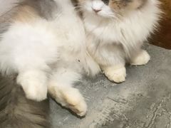 -楼上猫咖(罗湖店)