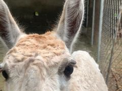 -意大利农场度假村