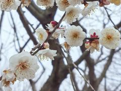 -香雪海