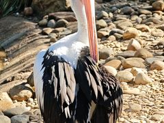 -费瑟代尔野生动物园