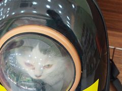 -瑞鹏宠物医院·夜间急症·心超·猫科(祖庙分店)