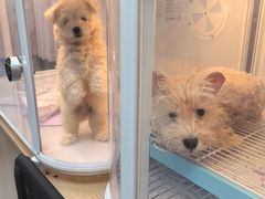 -翊宠yipet猫狗购宠庄园犬舍•猫舍