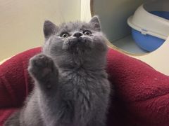 -喵zoo家庭繁育猫舍(尖东智能花园店)