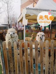 -萌宠亲子动物乐园(槐房万达店)