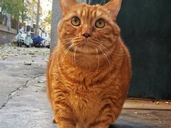 -纳吉亚猫专科动物诊疗中心(蒋宅口分院)