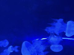 -北戴河圣蓝海洋公园