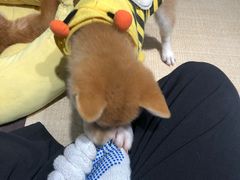 -逗柴咖啡屋·狗咖猫咖宠物桌游